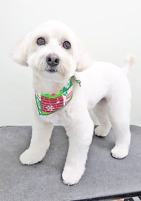 中川アロハちゃん