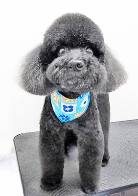 上村エイトちゃん