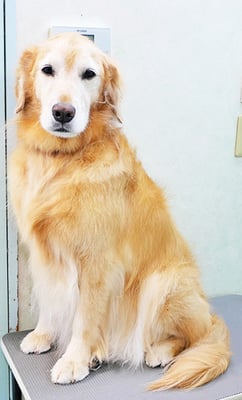 菊川チェリーちゃん