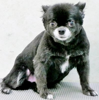 森崎シロちゃん