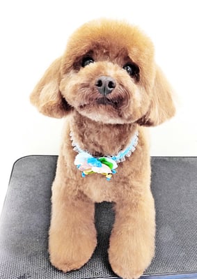 古市リンちゃん