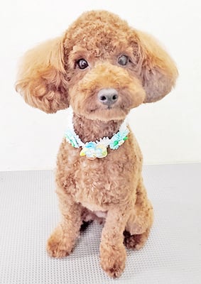 寺園チョコちゃん