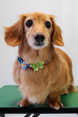 津曲パンちゃん