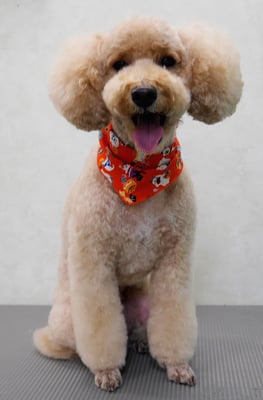 岩元アップちゃん