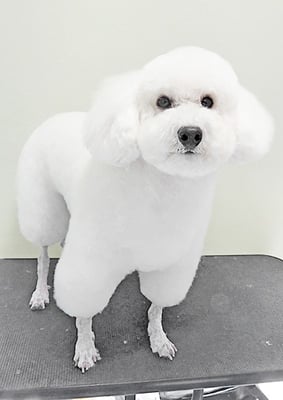 寳來エルフィちゃん