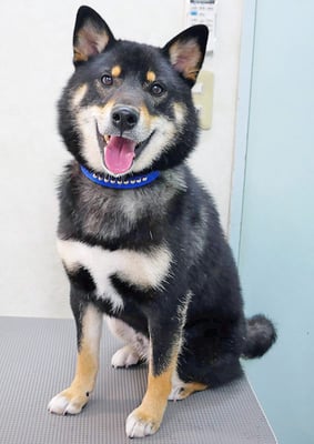 貴島ボタンちゃん