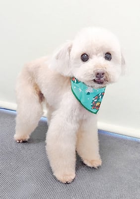 田淵コマロちゃん