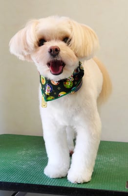 大脇ココアちゃん