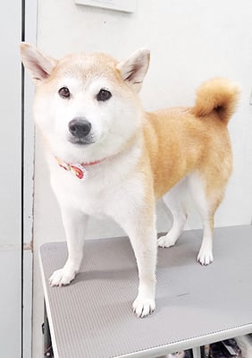 川﨑すももちゃん