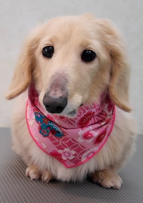 鳥越ハッピーちゃん