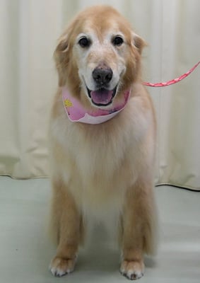 園田ファミレちゃん