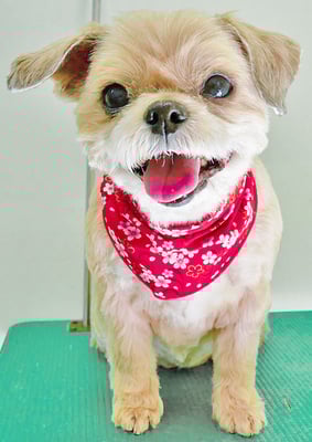 堂園マットちゃん