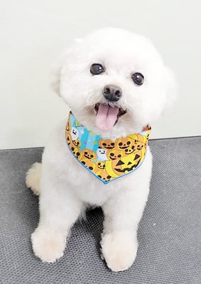 水流ちゃちゃちゃん