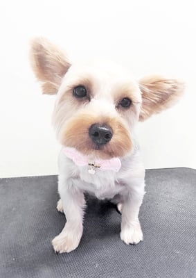 米森もーりーちゃん