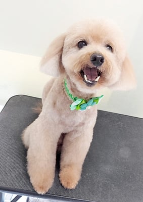 金谷ムサシちゃん