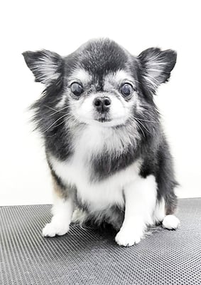 八木クロちゃん