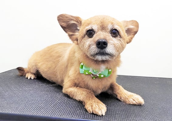 助村ルウちゃん