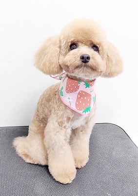 田淵マロンちゃん