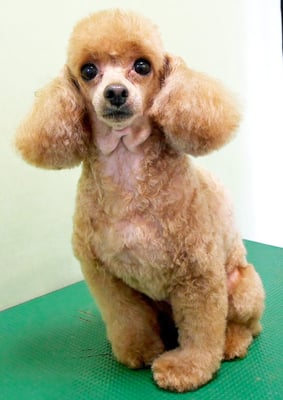 森崎ネネちゃん