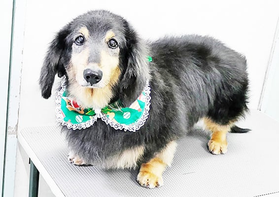 田中ロンちゃん