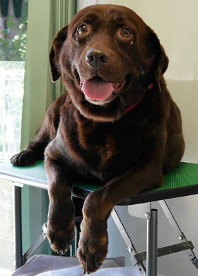 田代チャコちゃん