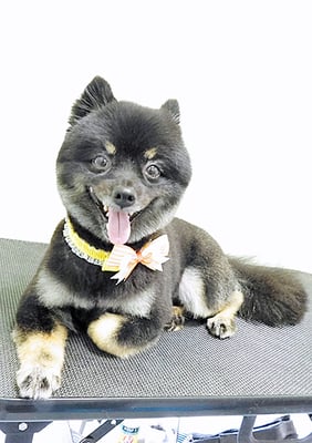 福山ポパイちゃん