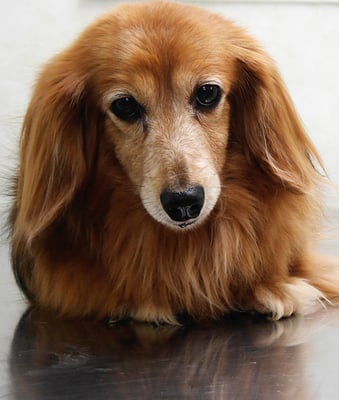 川吉モモちゃん