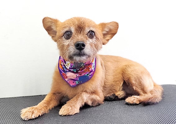 助村ルウちゃん