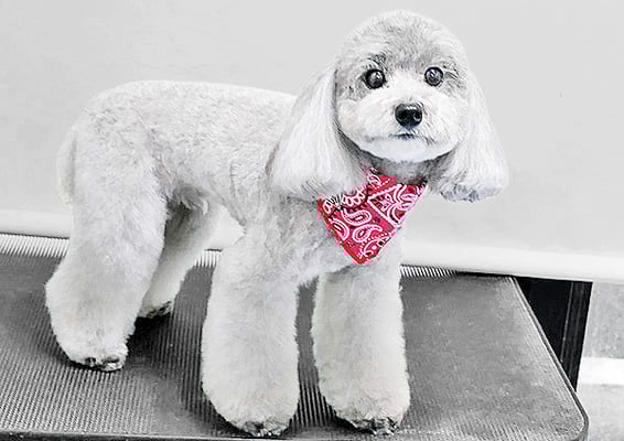 田中ロビンちゃん