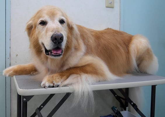 園田ファミレちゃん