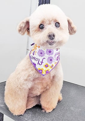 福田ダイアリーちゃん