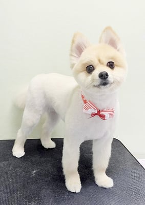 西堂ココちゃん