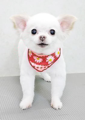 上馬場ゆきちゃん