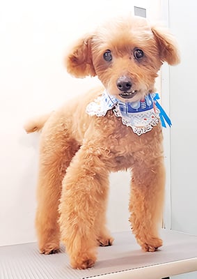 前田ソルファちゃん