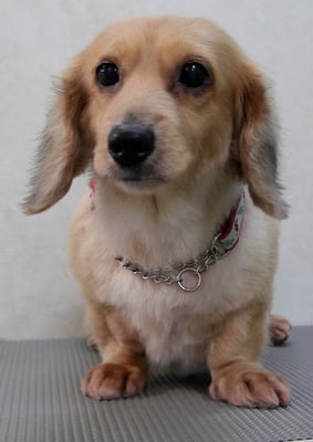 西山アニーちゃん