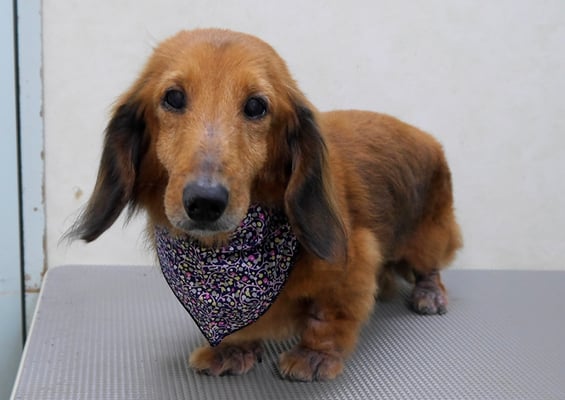 下唐湊モモちゃん