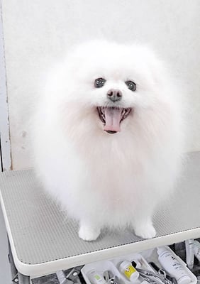 八木ピュアちゃん