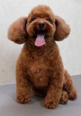 迫田リクちゃん