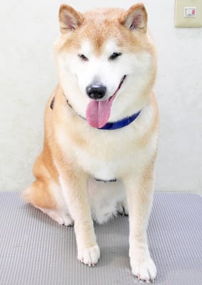 竹崎クウちゃん