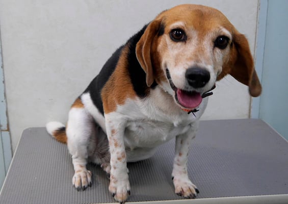 坂元ハナちゃん