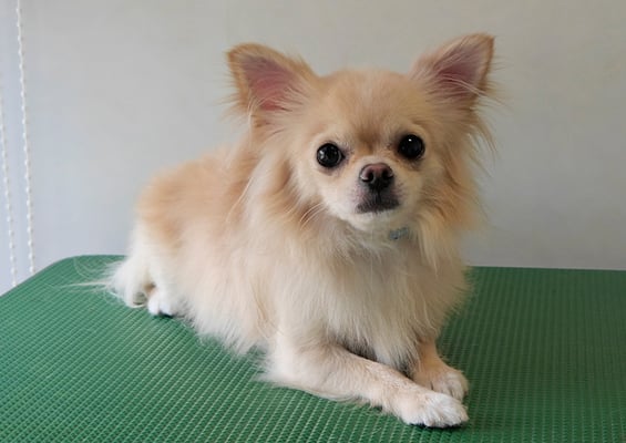 島田ペロちゃん