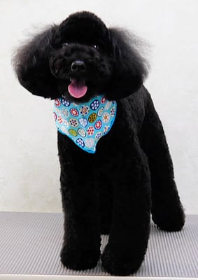 本坊ダノちゃん