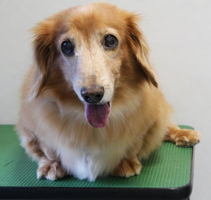 別府リンちゃん