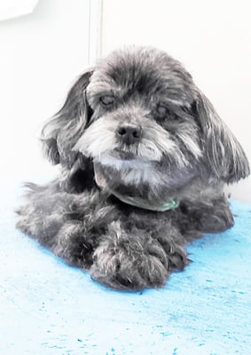 八郷ベンちゃん