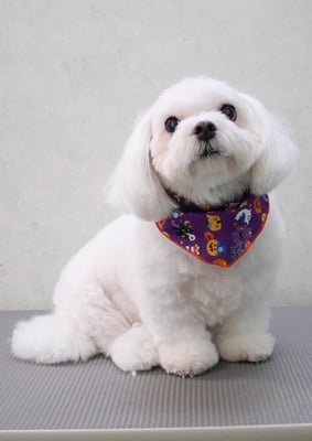 田代ジャスミンちゃん