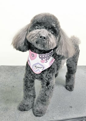 石田おはぎちゃん