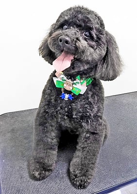 本坊ダノちゃん