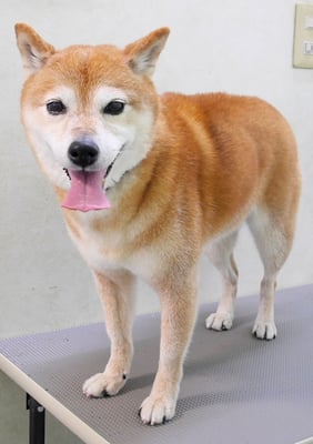 藤井リンちゃん