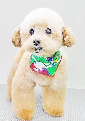 福田ダイアリーちゃん