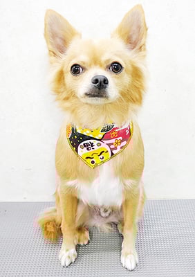 池田リブちゃん